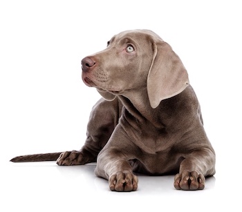 About us | Veterinary Care Center | Veterinarian in Chesterfield, MO About us | Veterinary Care Center | Veterinarian in Chesterfield, MO
